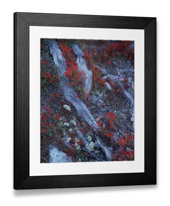 Framed Print : Autumn vegetation growing amongst tree roots, near Grunsee / Green Lake, Gornergrat Framed Print : Autumn vegetation growing amongst tree roots, near Grunsee / Green Lake, Gornergrat