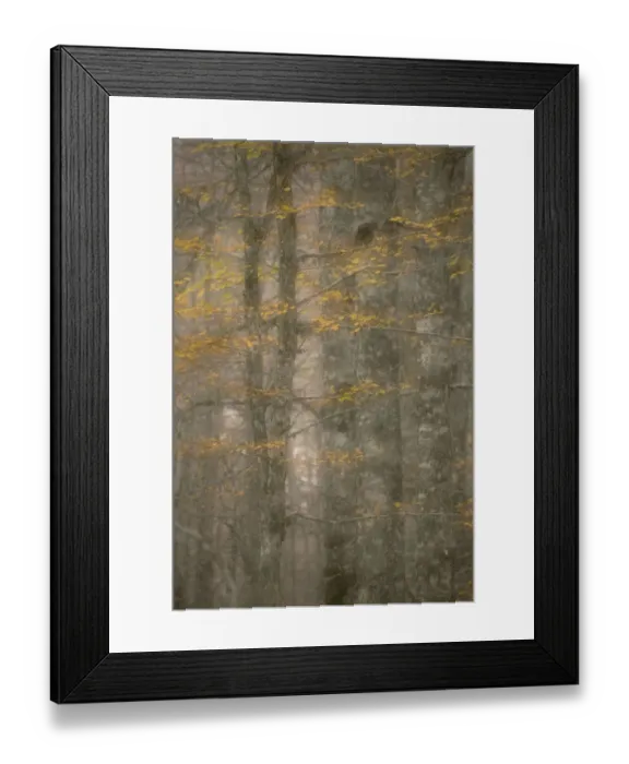 Framed Print : European beech trees (Fagus sylvatica) with autumnal leaves in forest, Pollino National Park Framed Print : European beech trees (Fagus sylvatica) with autumnal leaves in forest, Pollino National Park