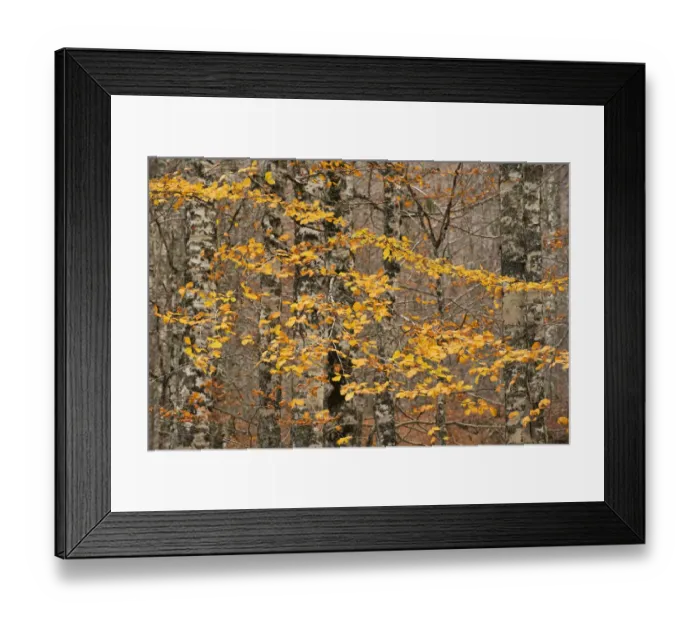 Framed Print : European beech (Fagus sylvatica) trees in autumn, Pollino National Park, Basilicata
