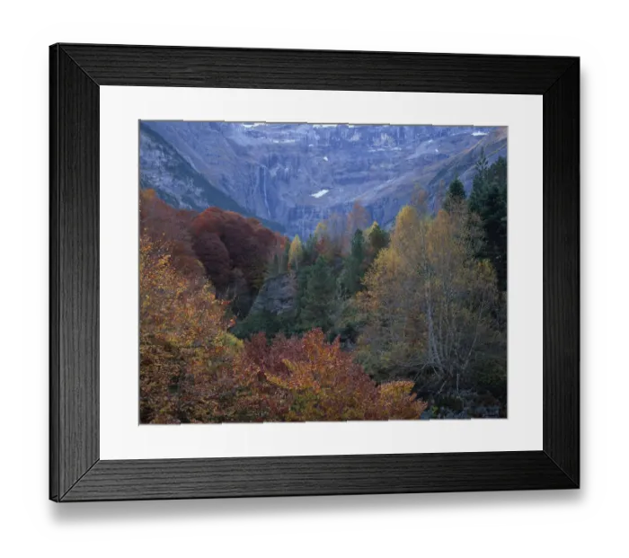 Framed Print : Forest in the Cirque de Gavarnie, Pyrenees, France, October 2008 Framed Print : Forest in the Cirque de Gavarnie, Pyrenees, France, October 2008