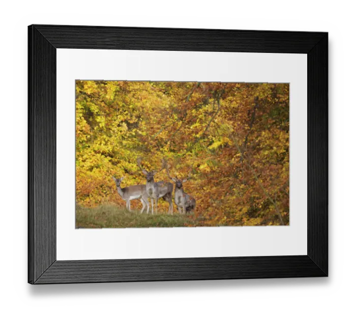 Framed Print : Three Fallow deer (Dama dama) two bucks and a doe, in front of Beech trees in ful autumn colour Framed Print : Three Fallow deer (Dama dama) two bucks and a doe, in front of Beech trees in ful autumn colour