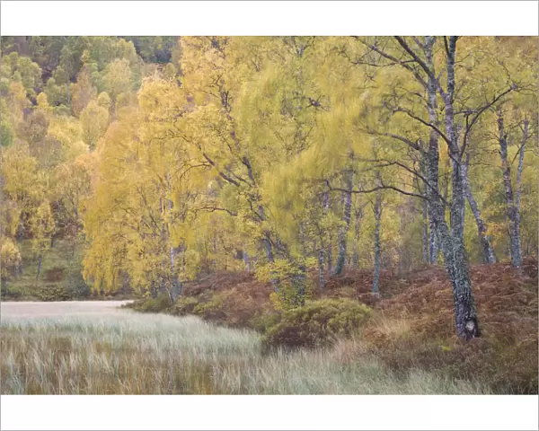 Autumn birches in Craigellachie NNR, Cairngorms NP, Scotland, UK, October