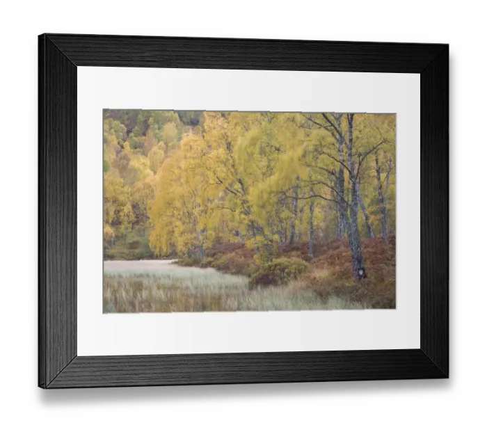 Framed Print : Autumn birches in Craigellachie NNR, Cairngorms NP, Scotland, UK, October Framed Print : Autumn birches in Craigellachie NNR, Cairngorms NP, Scotland, UK, October
