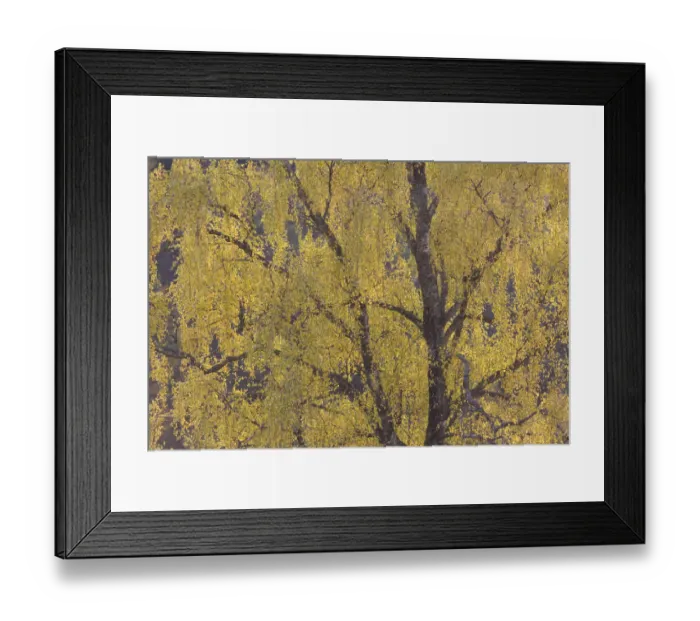 Framed Print : Silver birch trees {Betula pendula} in autumn, Glen Strathfarrar NNR, Scotland, UK Framed Print : Silver birch trees {Betula pendula} in autumn, Glen Strathfarrar NNR, Scotland, UK