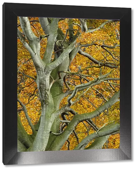View up into Beech tree (Fagus sylvatica) in autumn, Berwickshire, Scotland, UK, October