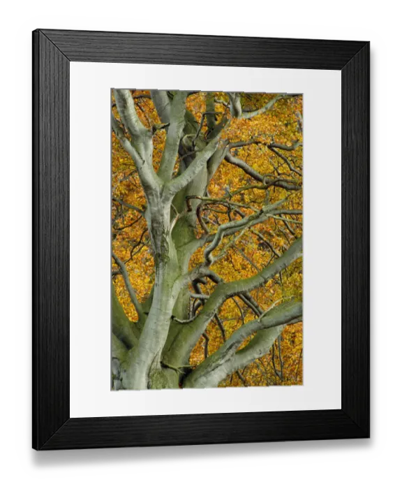 Framed Print : View up into Beech tree (Fagus sylvatica) in autumn, Berwickshire, Scotland, UK, October Framed Print : View up into Beech tree (Fagus sylvatica) in autumn, Berwickshire, Scotland, UK, October