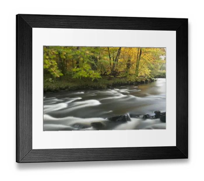 Framed Print : River Dart fringed with Beech trees near Newbridge, Dartmoor, Devon, UK. October 2009 Framed Print : River Dart fringed with Beech trees near Newbridge, Dartmoor, Devon, UK. October 2009