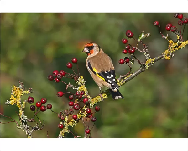 Goldfinch (Carduelis carduelis) perched on Hawthorn, Cheshire, UK, October
