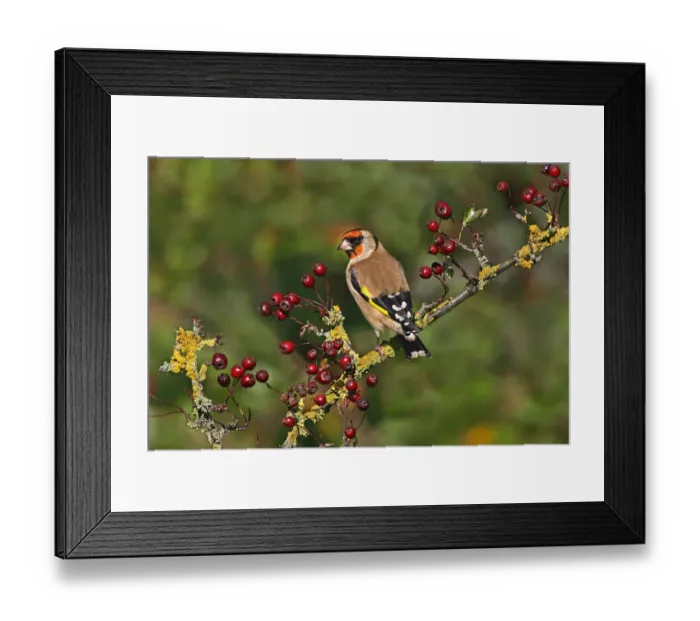 Framed Print : Goldfinch (Carduelis carduelis) perched on Hawthorn, Cheshire, UK, October Framed Print : Goldfinch (Carduelis carduelis) perched on Hawthorn, Cheshire, UK, October