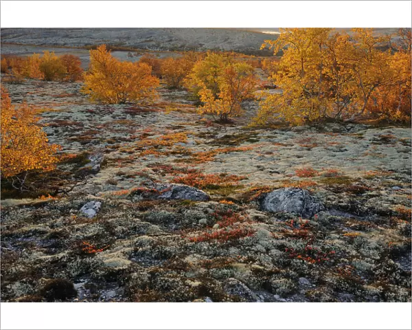 Forollhogna National Park in autumn with lichen and birch trees (Betula sp