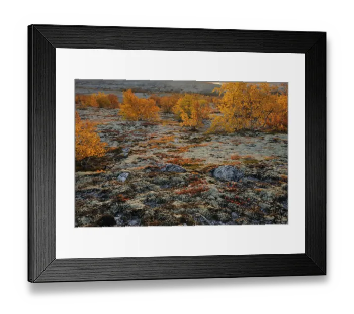 Framed Print : Forollhogna National Park in autumn with lichen and birch trees (Betula sp Framed Print : Forollhogna National Park in autumn with lichen and birch trees (Betula sp
