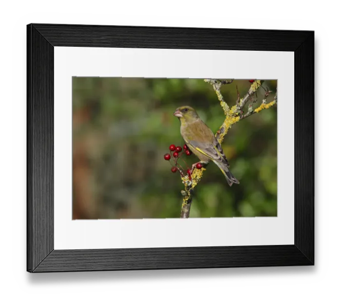 Framed Print : Male Greenfinch (Carduelis chloris) perching on Hawthorn, Cheshire, UK, October Framed Print : Male Greenfinch (Carduelis chloris) perching on Hawthorn, Cheshire, UK, October