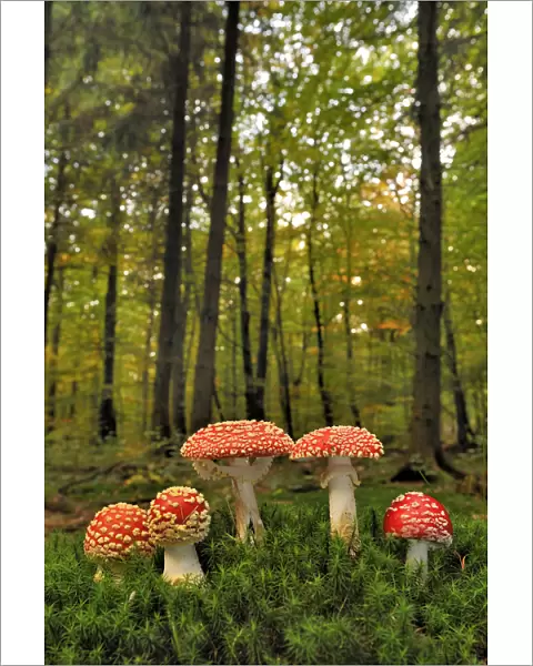 Group of Fly agaric fungi {Amanita muscaria} in woodland, Lorraine, France