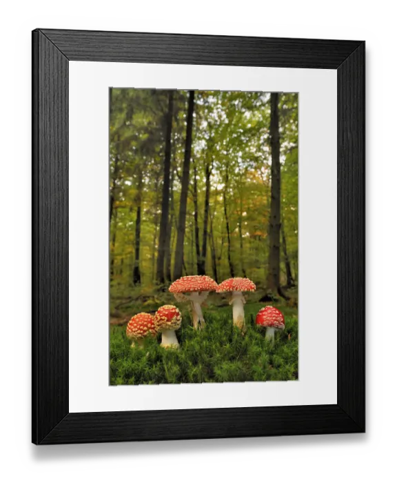 Framed Print : Group of Fly agaric fungi {Amanita muscaria} in woodland, Lorraine, France Framed Print : Group of Fly agaric fungi {Amanita muscaria} in woodland, Lorraine, France