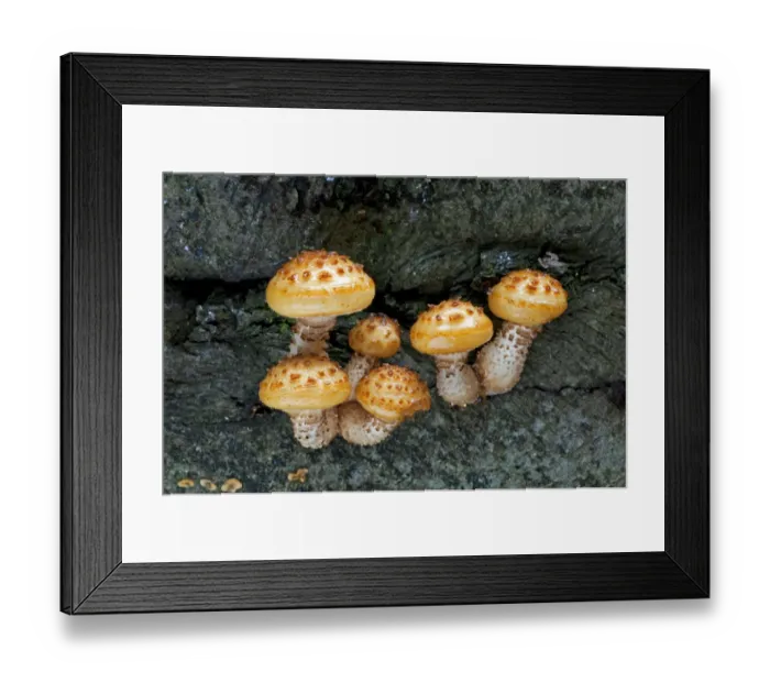 Framed Print : Golden Scalycap fungi (Pholiota aurivella) on Beech tree, Sussex, England Framed Print : Golden Scalycap fungi (Pholiota aurivella) on Beech tree, Sussex, England
