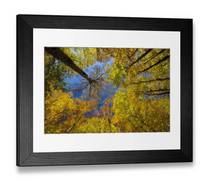 Framed Print : Looking up into European Beech (Fagus sylvatica)tree canopy in autumm colours Framed Print : Looking up into European Beech (Fagus sylvatica)tree canopy in autumm colours