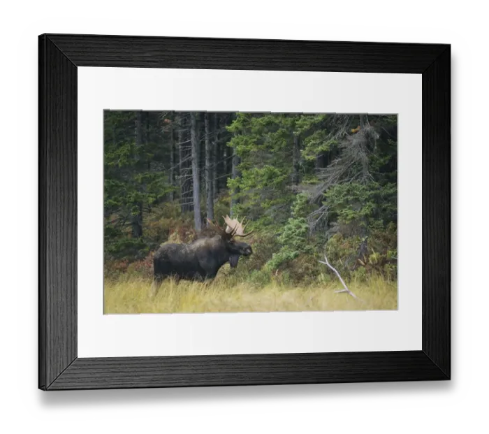 Framed Print : Moose (Alces alces) bull at the edge of the Great North Woods, Baxter State Park, Maine Framed Print : Moose (Alces alces) bull at the edge of the Great North Woods, Baxter State Park, Maine