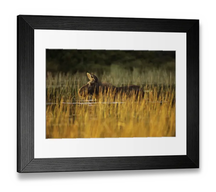 Framed Print : Moose (Alces alces) in pool of water at sunset, Baxter State Park, Maine, New England Framed Print : Moose (Alces alces) in pool of water at sunset, Baxter State Park, Maine, New England