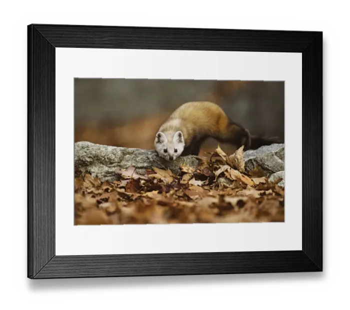 Framed Print : American pine marten (Martes americana) stalking prey in leaves, Baxter State Park