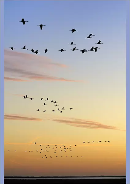 Common  /  Eurasian cranes (Grus grus) flying from roost site at sunrise, silhouetted