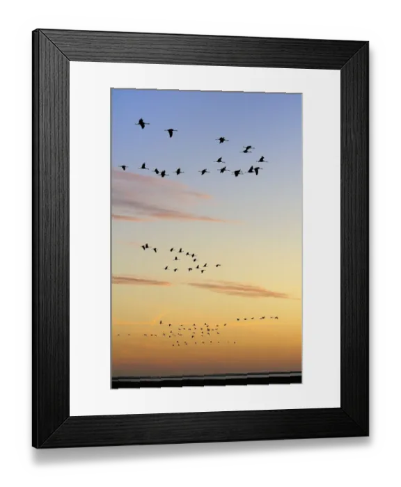 Framed Print : Common / Eurasian cranes (Grus grus) flying from roost site at sunrise, silhouetted Framed Print : Common / Eurasian cranes (Grus grus) flying from roost site at sunrise, silhouetted