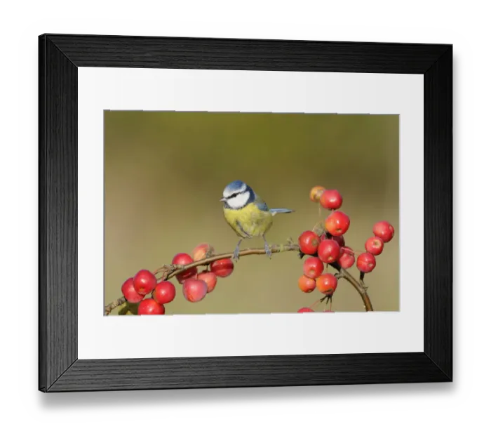 Framed Print : Blue tit (Parus caeruleus) perching amongst crab apples, UK, November Framed Print : Blue tit (Parus caeruleus) perching amongst crab apples, UK, November