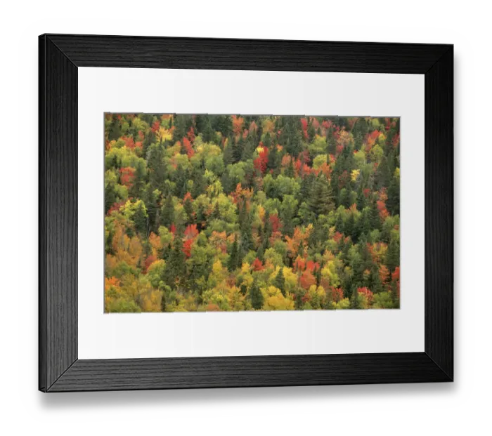 Framed Print : Aerial view of autumn mixed forest tree canopy, Laurentides forest, Quebec, Canada Framed Print : Aerial view of autumn mixed forest tree canopy, Laurentides forest, Quebec, Canada
