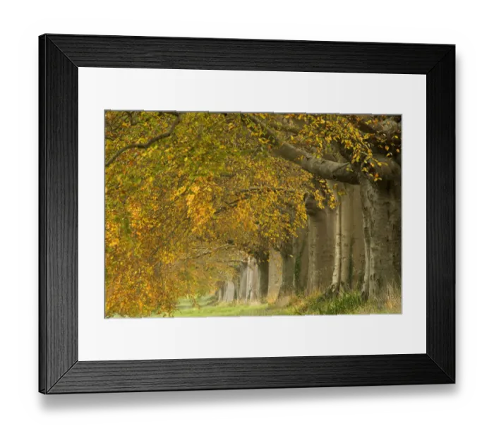 Framed Print : Beech Avenue near Kingston Lacy, Wimborne, Dorset UK, November 2008 Framed Print : Beech Avenue near Kingston Lacy, Wimborne, Dorset UK, November 2008
