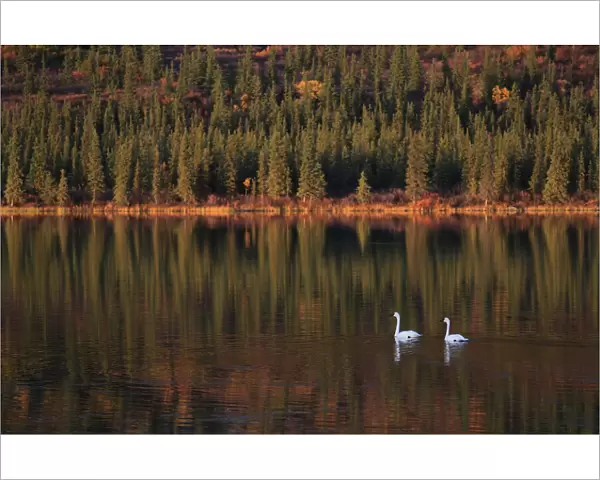 Trumpeter Swans (Cygnus buccinator) on lake, during migration through Denali mountainous