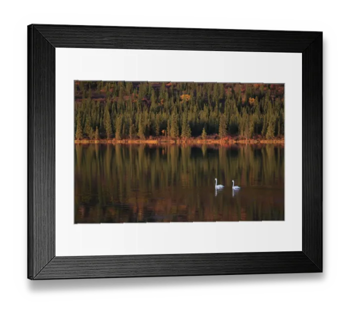 Framed Print : Trumpeter Swans (Cygnus buccinator) on lake, during migration through Denali mountainous Framed Print : Trumpeter Swans (Cygnus buccinator) on lake, during migration through Denali mountainous