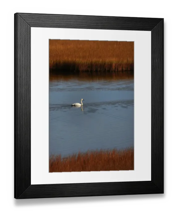 Framed Print : Trumpeter Swan (Cygnus buccinator) on water during migration through Denali mountainous Framed Print : Trumpeter Swan (Cygnus buccinator) on water during migration through Denali mountainous