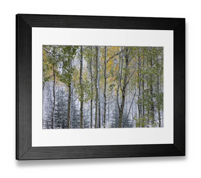 Framed Print : Autumn colours of the Aspen trees (Populus tremula) in the snow, near Muleshoe, Bow Valley Parkway Framed Print : Autumn colours of the Aspen trees (Populus tremula) in the snow, near Muleshoe, Bow Valley Parkway