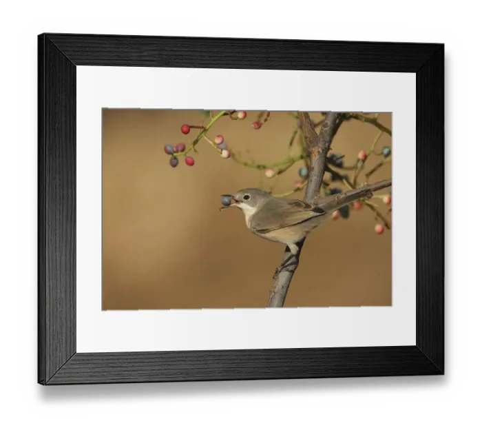 Framed Print : Subalpine warbler (Sylvia cantillans) feeding on fruit of Terebinth tree (Pistacia Framed Print : Subalpine warbler (Sylvia cantillans) feeding on fruit of Terebinth tree (Pistacia