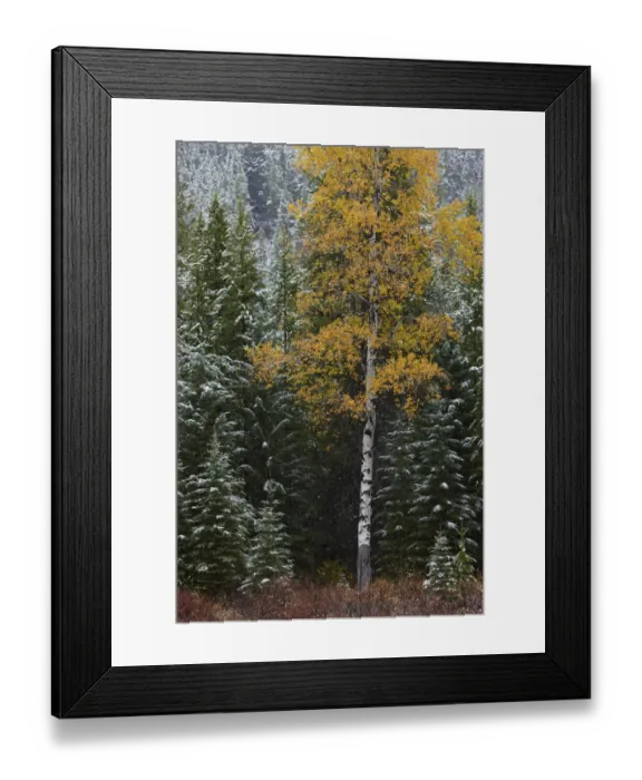 Framed Print : Autumn colours of the Aspen trees (Populus tremula) and conifers in the snow, near Muleshoe Framed Print : Autumn colours of the Aspen trees (Populus tremula) and conifers in the snow, near Muleshoe