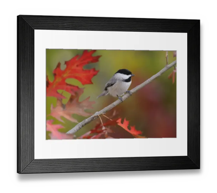 Framed Print : Carolina Chickadee (Poecile carolinensis) perched in Texas Red Oak (Quercus Texana) New Braunfels Framed Print : Carolina Chickadee (Poecile carolinensis) perched in Texas Red Oak (Quercus Texana) New Braunfels