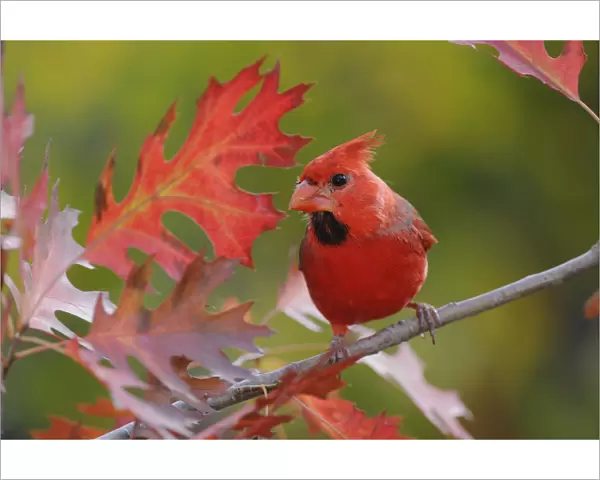 RF- Northern Cardinal (Cardinalis cardinalis) immature male perched on Texas Red Oak