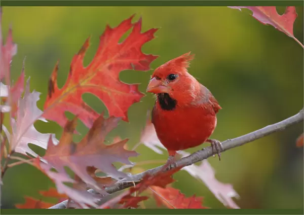 RF- Northern Cardinal (Cardinalis cardinalis) immature male perched on Texas Red Oak