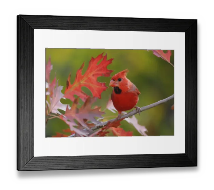Framed Print : RF- Northern Cardinal (Cardinalis cardinalis) immature male perched on Texas Red Oak Framed Print : RF- Northern Cardinal (Cardinalis cardinalis) immature male perched on Texas Red Oak