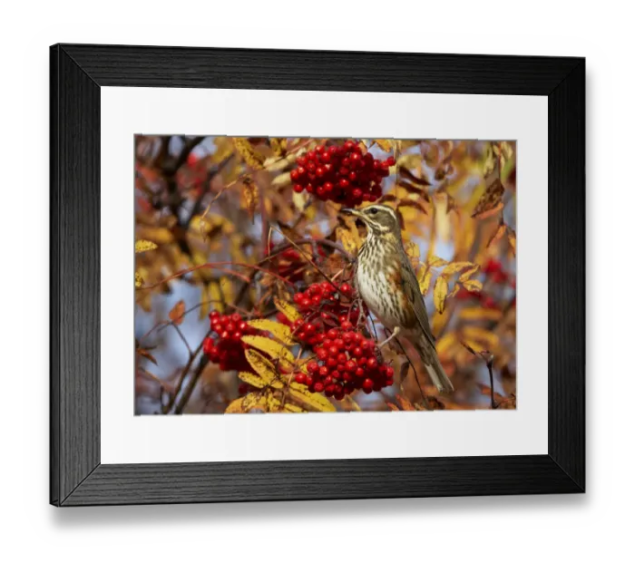Framed Print : Redwing (Turdus iliacus) perching on branch, feeding on Rowan (Sorbus) berries, Porvoo Framed Print : Redwing (Turdus iliacus) perching on branch, feeding on Rowan (Sorbus) berries, Porvoo
