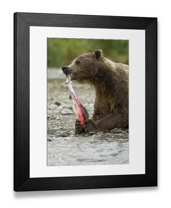 Framed Print : Brown bear / Coastal Grizzly Bear, (Ursus arctos) feeding on Pink Salmon, during Framed Print : Brown bear / Coastal Grizzly Bear, (Ursus arctos) feeding on Pink Salmon, during