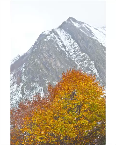 Autumn coloured beech tree with mountain in the background, Somiedo NP, Asturias, Northern Spain