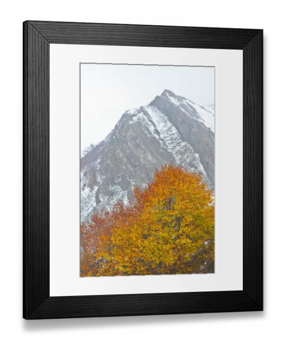Framed Print : Autumn coloured beech tree with mountain in the background, Somiedo NP, Asturias, Northern Spain Framed Print : Autumn coloured beech tree with mountain in the background, Somiedo NP, Asturias, Northern Spain