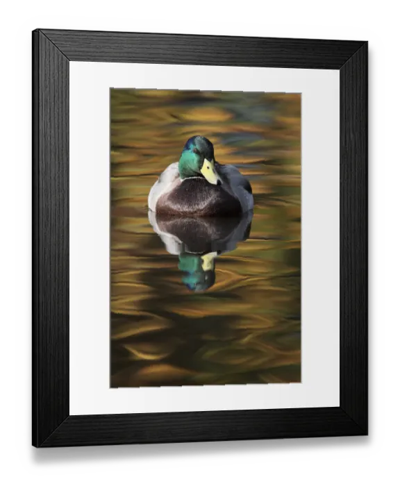Framed Print : Mallard drake (Anas platyrhynchos) portrait of male on water, with autumn colours reflecting