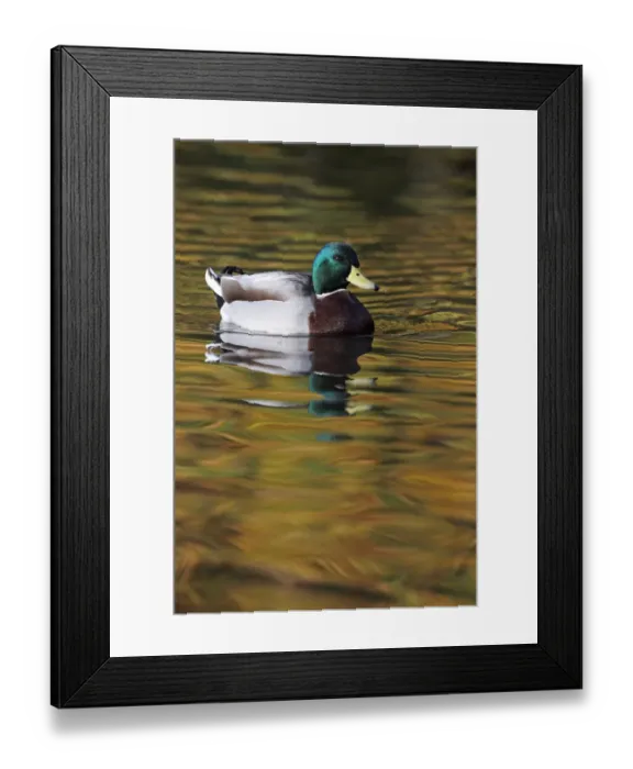 Framed Print : Mallard drake (Anas platyrhynchos) portrait of male on water, with autumn colours reflecting Framed Print : Mallard drake (Anas platyrhynchos) portrait of male on water, with autumn colours reflecting