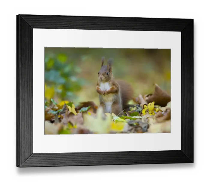 Framed Print : Red squirrel (Sciurus vulgaris) foraging on floor of woodland, in autumn, France Framed Print : Red squirrel (Sciurus vulgaris) foraging on floor of woodland, in autumn, France