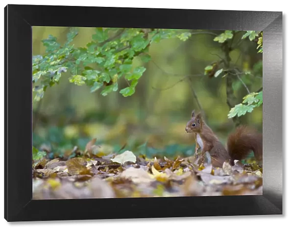 Red squirrel (Sciurus vulgaris) foraging for buried nuts on woodland floor, autumn, France