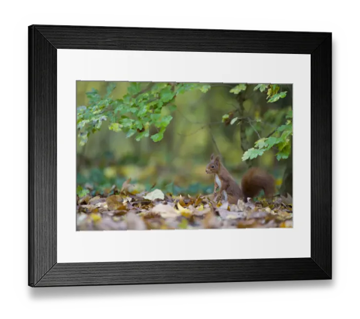 Framed Print : Red squirrel (Sciurus vulgaris) foraging for buried nuts on woodland floor, autumn, France Framed Print : Red squirrel (Sciurus vulgaris) foraging for buried nuts on woodland floor, autumn, France