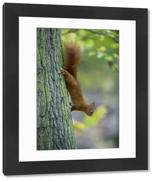 Red squirrel (Sciurus vulgaris) climbing down tree trunk in woodland, France