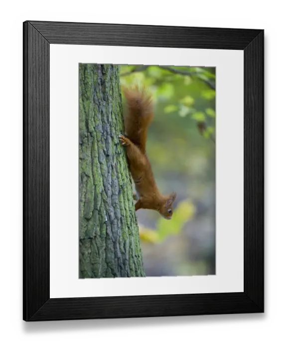 Framed Print : Red squirrel (Sciurus vulgaris) climbing down tree trunk in woodland, France Framed Print : Red squirrel (Sciurus vulgaris) climbing down tree trunk in woodland, France