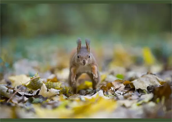 Red squirrel (Sciurus vulgaris) running over fallen leaves towards camera, on floor of woodland